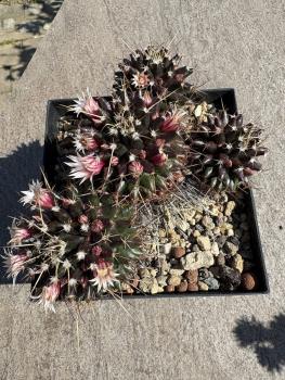 Mammillaria erythraea